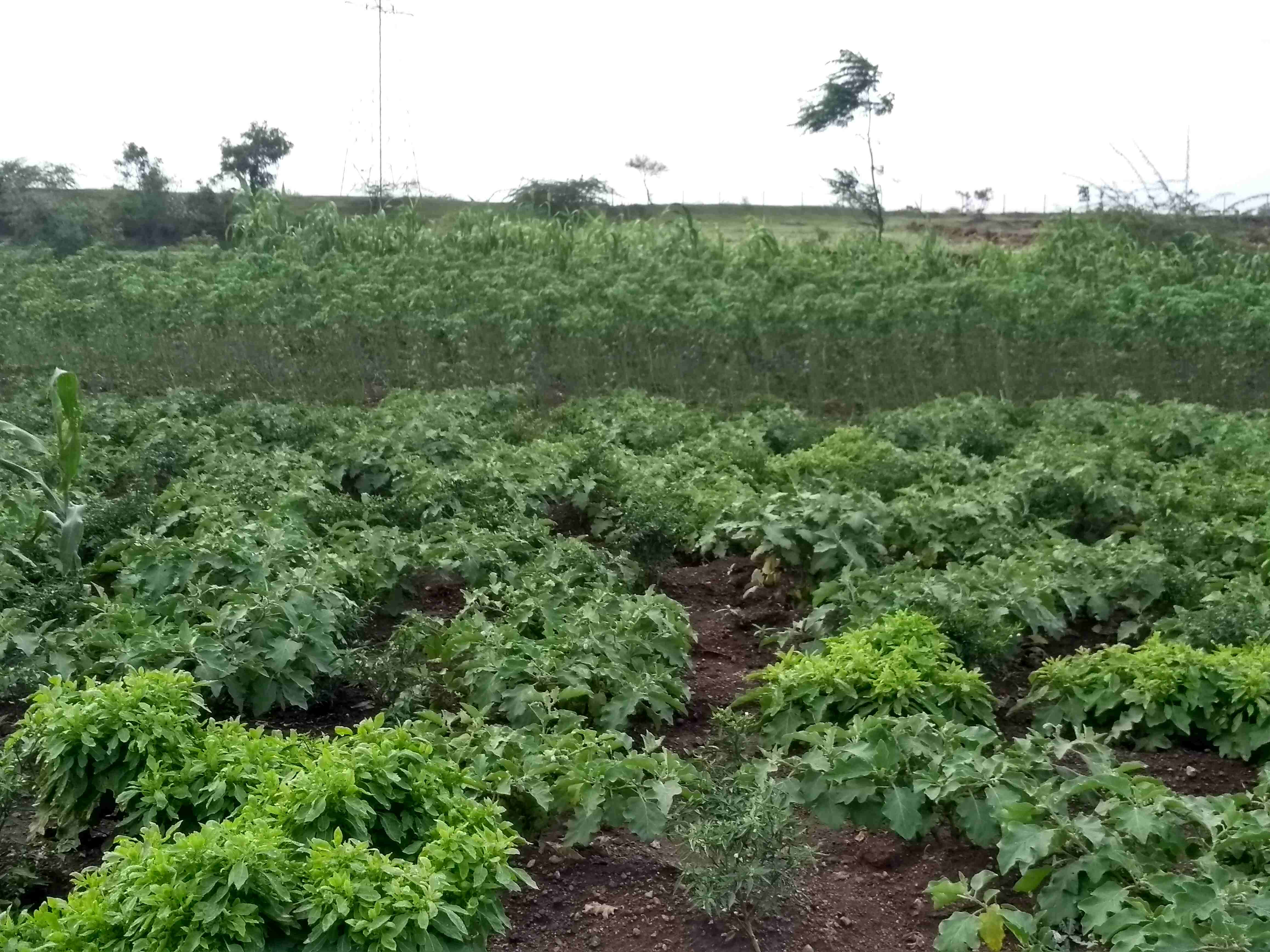 कृषी विकास